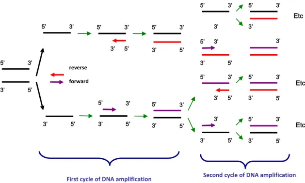 Figure 2 -  Polymerase-Chain-Reaction. 