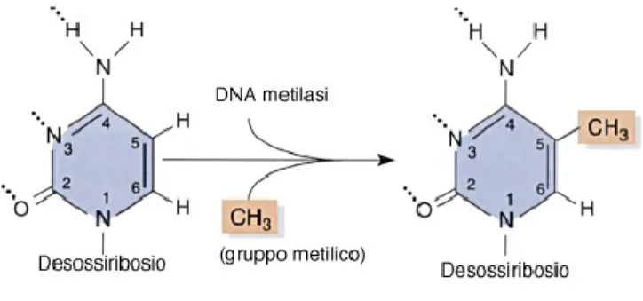 Figura 1. Reazione di Metilazione del DNA