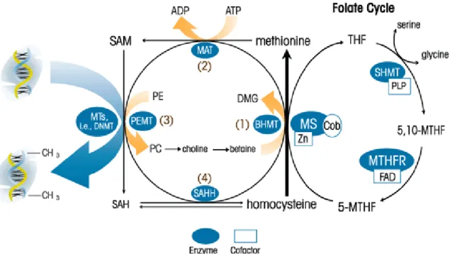 Figura  2.  Ciclo  della  Metilazione.  La  metilazione  delle  citosine  delle  isole  CpG  è  catalizzata  dalle  DNA  metiltransferasi (DNMT), che trasferiscono un gruppo metile dalla S-adenosilmetionina (SAM) al carbonio 5'  della citosina, formando 5-