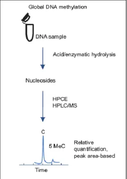Figura 4: Idrolisi Acida/enzimatica del DNA 