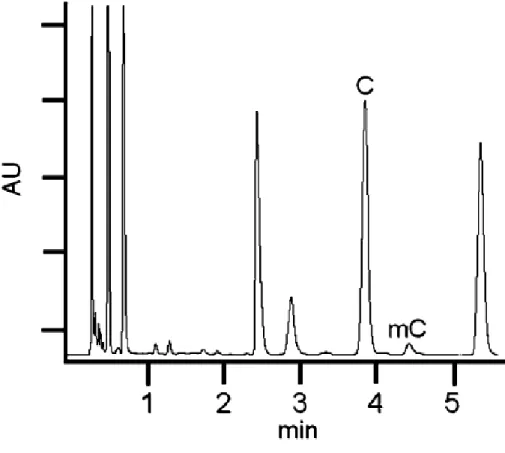Figura 9. Cromatogramma di una soluzione standard contenente citosina  e metilcitosina alla   concentrazione, rispettivamente, di 500 e 25 µmol