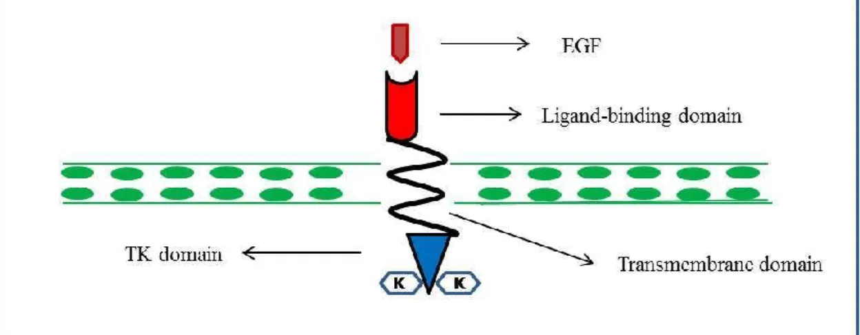 Figure 3. Scheme depicting the composition and cell location of EGFR. 