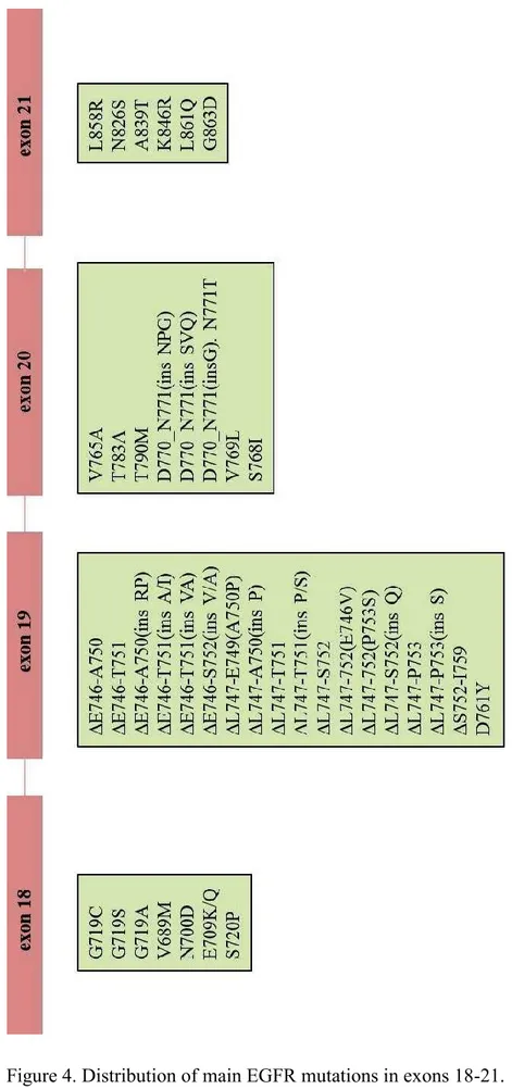 Figure 4. Distribution of main EGFR mutations in exons 18-21. 