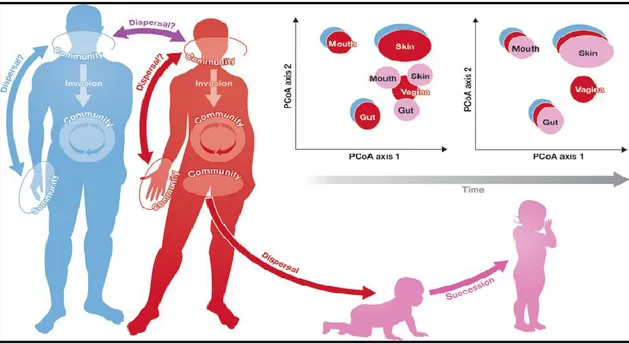 Figure 1 - 2. Ecology of human microbiome. The human body can be visualized as an ecosystem that is  subject to the ecological processes that structure communities, including dispersal, invasion, succession,  and meta-community dynamics