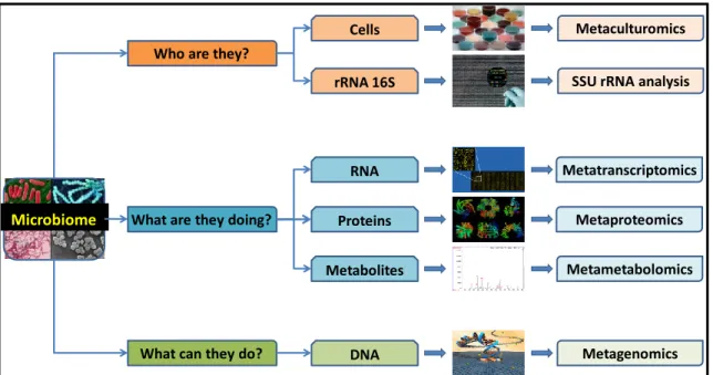 Figure  1  -  6.  How  to  study  a  microbiome.  Various  approaches  to  answer  important  questions  concerning a microbiome