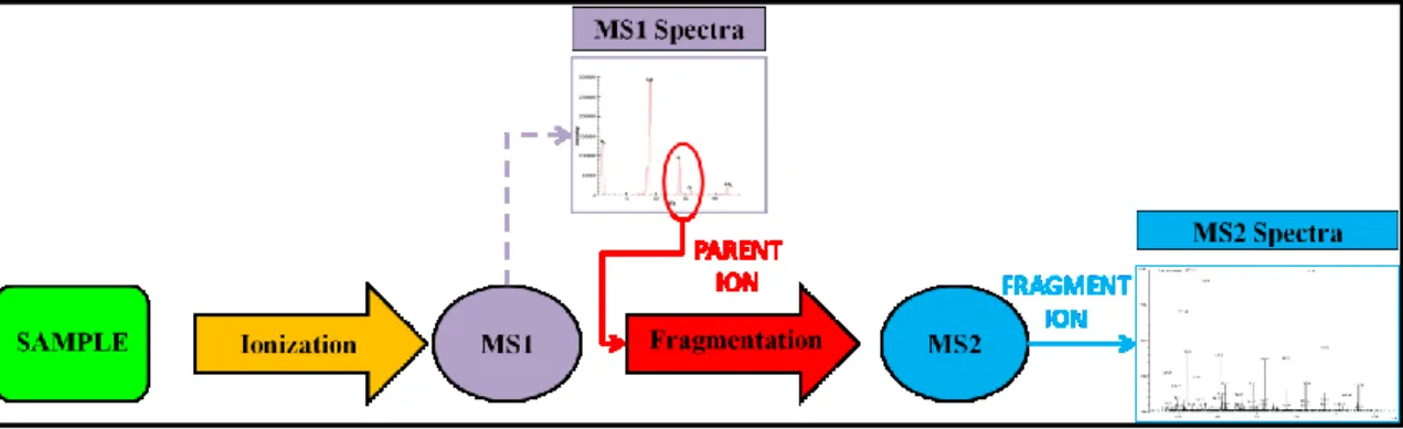 Figure 1 - 11. Diagram illustrating tandem mass spectrometry analyis worfklow (MS/MS)