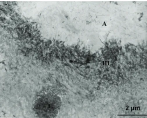 Figure 10: Mean values of the osmolarity of the tested materials.