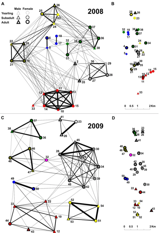 Figure 1. The social network of wild boar from Białowiez_a National Park, Poland. The network was constructed based on associations data in 2008 (A) and 2009 (C)