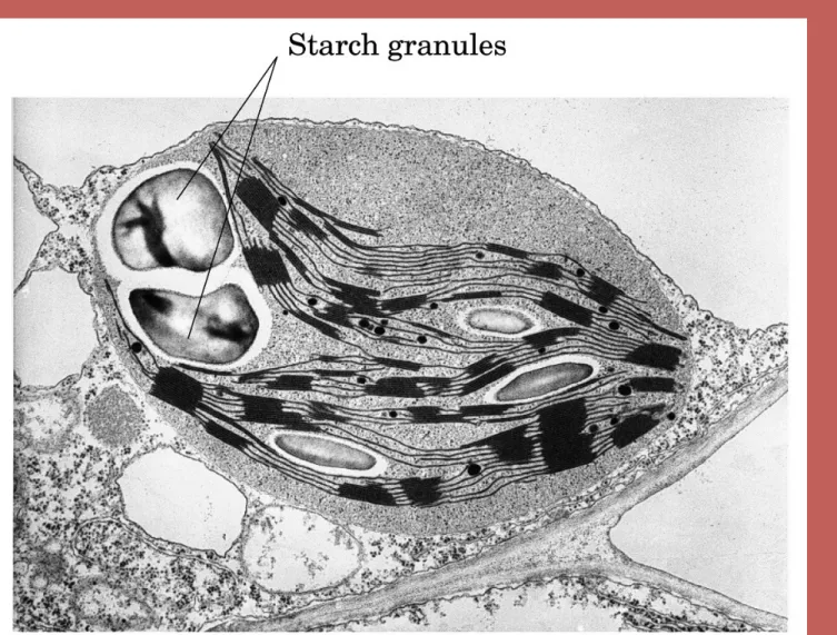 Foto al microscopio elettronico di granuli di amido  in un cloroplasto