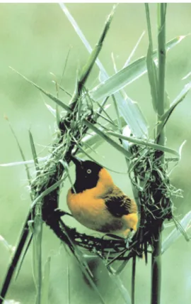 Fig. 4 - L'uccello Ploceus Cucullatus, durante la realiz- realiz-zazione dell'involucro della sua casa.