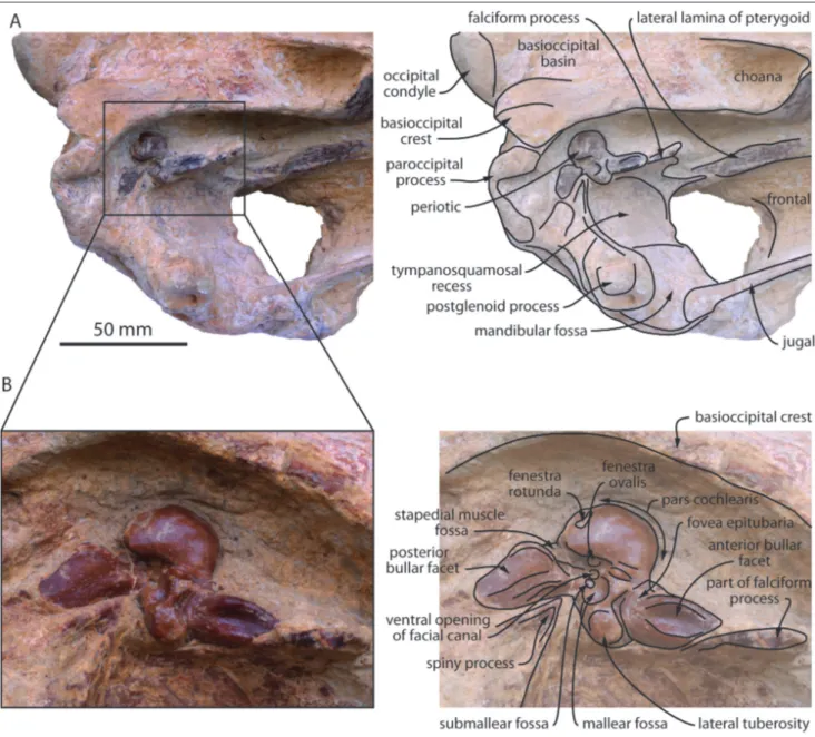 Fig. 4 - Cranium of  MUSM 3944, Eurhinodelphinidae indet. from the early Miocene of  the Chilcatay Formation, East Pisco Basin, Peru