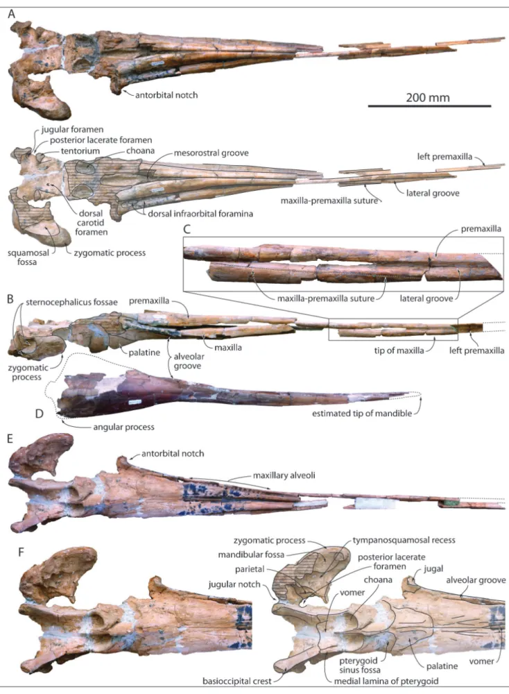 Fig. 1 - Skull of  MUSM 632, Eurhinodelphinidae indet. from the early Miocene of  the Chilcatay Formation, East Pisco Basin, Peru