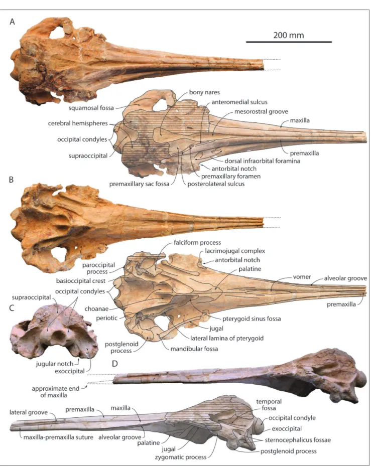 Fig. 3 - Cranium of  MUSM 3944, Eurhinodelphinidae indet. from the early Miocene of  the Chilcatay Formation, East Pisco Basin, Peru
