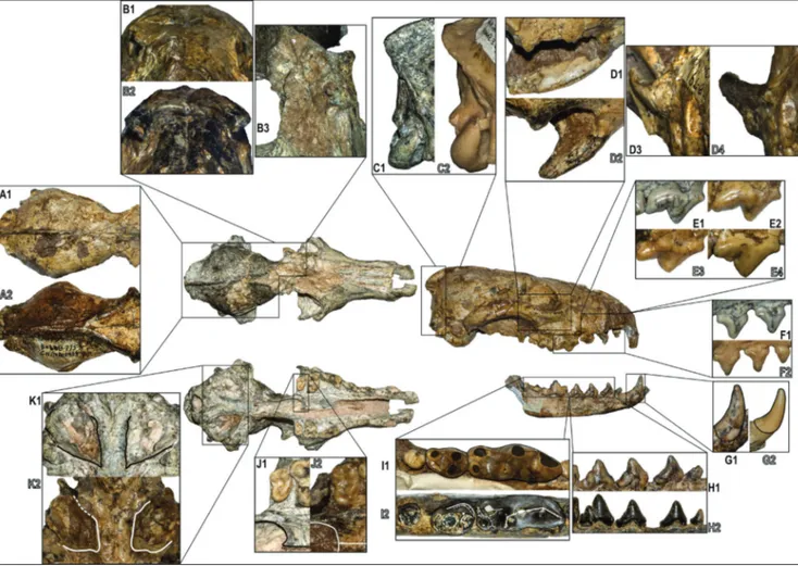 Fig. 2 - comparison between the cranial and dentognathic features of Vulpes rooki sp. nov