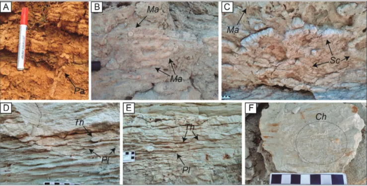 Fig. 2 - Outcrop views of selected ichnotaxa in the studied sections. A) Parahaentzschelinia (Pa) from the El Adergha section