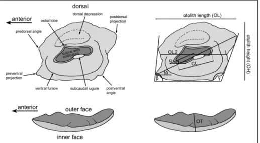 Fig. 3 - Terminology and morpho- morpho-metric measurements of   go-bioid otoliths. Left:  gogo-bioid  otolith terminology after  Schwarzhans (2014)