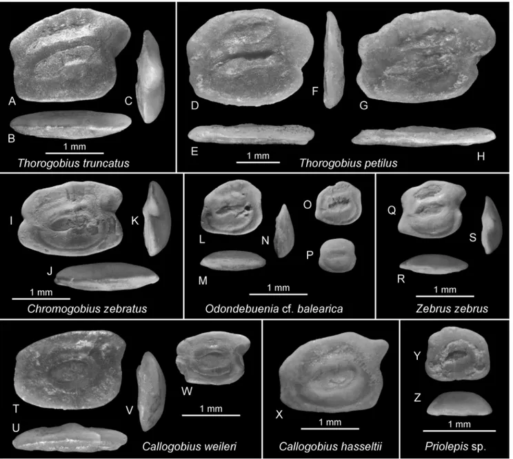 Fig. 11 - Thorogobius, Chromogobius, Callogobius and Priolepis groups.