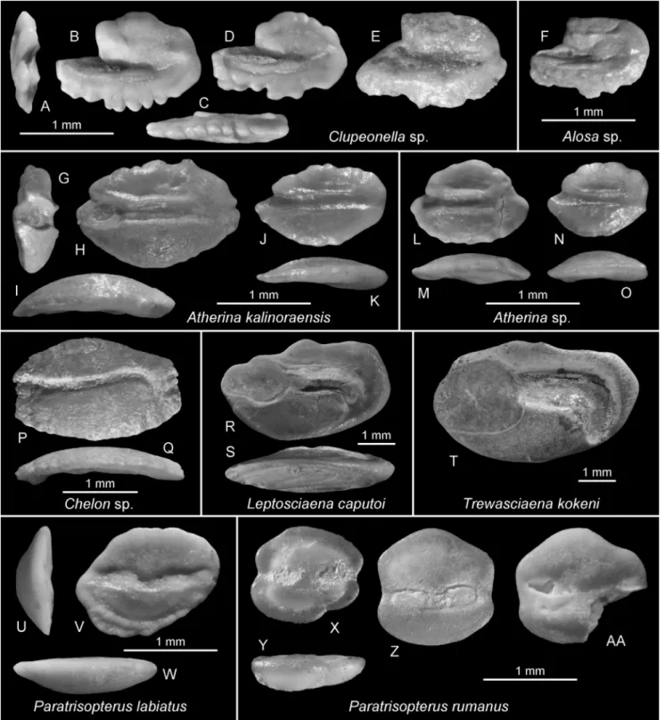 Fig. 14 - Non-goby Lago Mare otoliths.