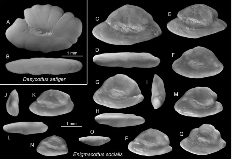 2011; Miller 1986, 2003, 2004) (Figs. 16-17, Table  1).  Gobies  exhibit  a  particularly  high  degree  of   specialization and diversity in shallow marine and  brackish environments