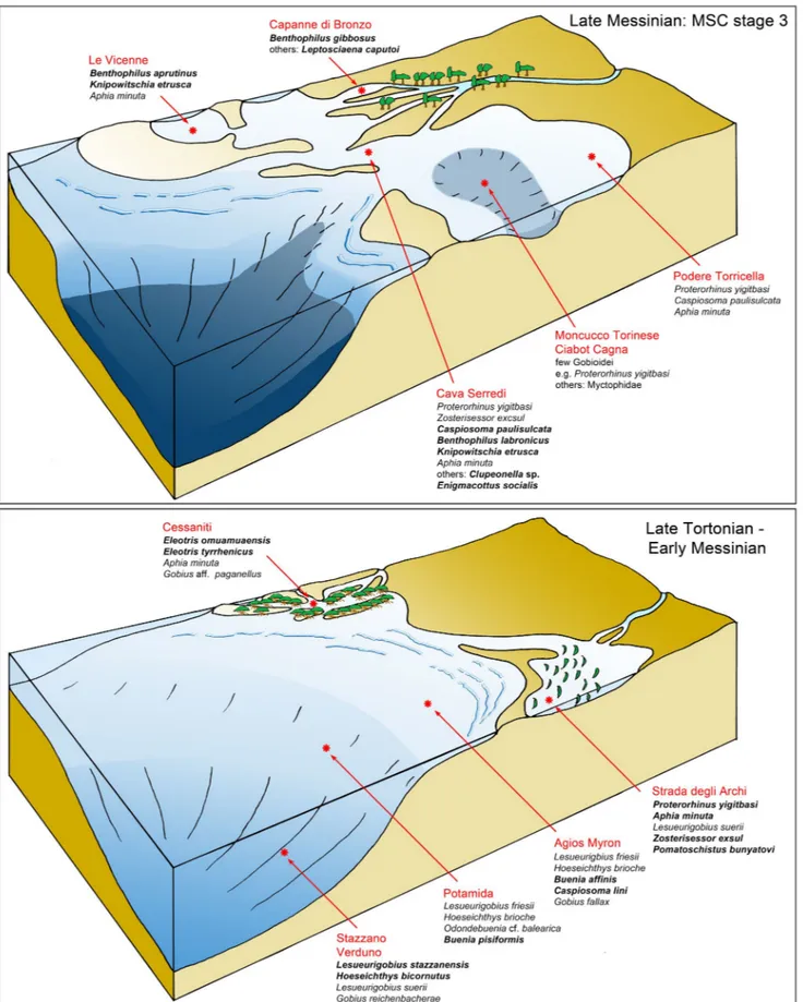 Fig. 16 -  Paleoecological block diagrams - late Miocene. Schematic block diagrams showing Mediterranean paleobiotopes during the late Tor- Tor-tonian to early Messinian (lower panel) and during stage 3 of  the MSC (upper panel) with distribution of  the m