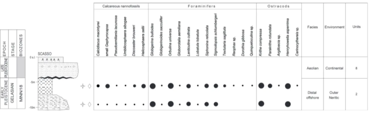 Fig. 10 - Stratigraphic log of  the Scasso outcrop with the range chart of  selected calcareous nannofossils and microfossils (foraminifers and  ostracods)