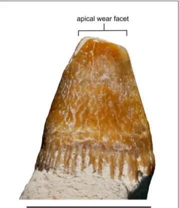 Fig. 9 - Close-up of  a tooth crown of  MSNUP I-17076, Physete- Physete-roidea indet. from the upper Miocene of  the Pietra leccese  (southern Italy), showing the ornamentation pattern of  the  enamel and the crown-root transition area.