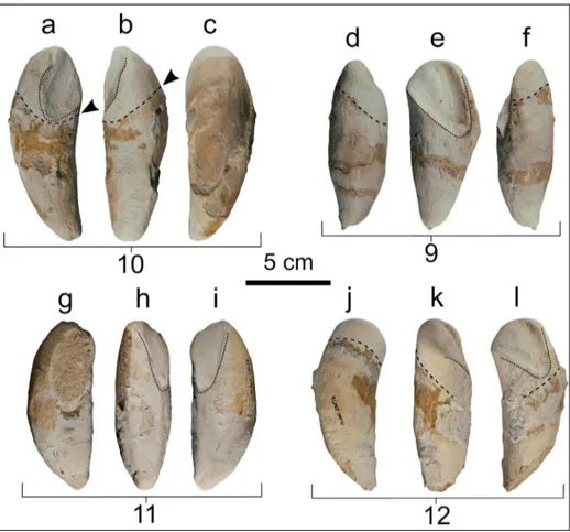 Fig. 10 - Four detached teeth of   MSNUP I-17076,  Physete-roidea indet. from the  up-per Miocene of  the Pietra  leccese (southern Italy) in  lingual/labial (a, c, d, f, g, i,  j, l) and posterior (b, e, h, k)  views