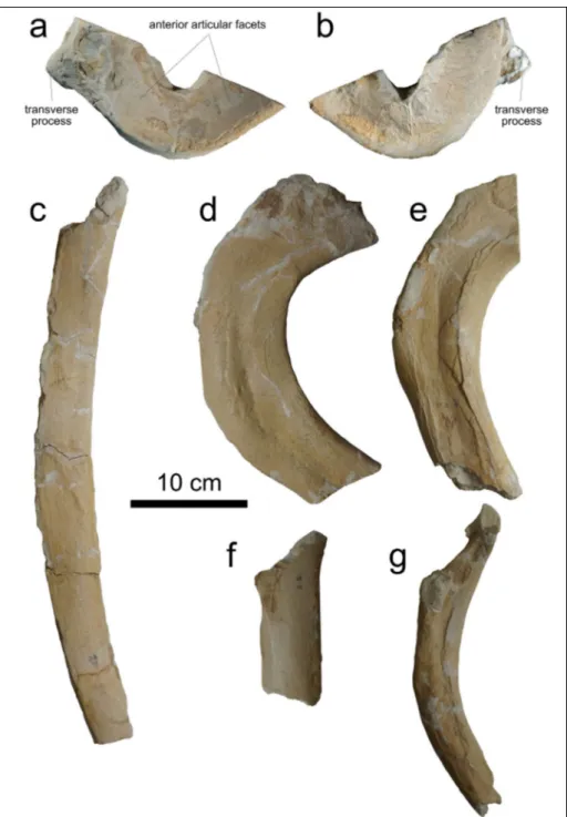Fig. 11 - Postcranial bones of   MSNUP I-17076,  Physete-roidea indet. from the  up-per Miocene of  the Pietra  leccese (southern Italy)