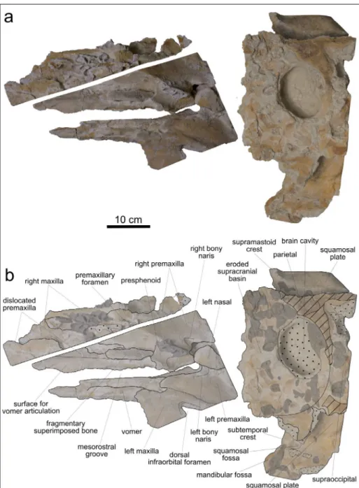 Fig. 2 - Cranium, in dorsal view, of   MSNUP I-17076,  Physe-teroidea indet. from the  upper Miocene of  the  Pie-tra leccese (southern Italy)