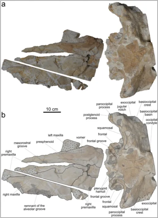 Fig. 3 - Cranium, in ventral view, of   MSNUP I-17076,  Physete-roidea indet. from the upper  Miocene of  the Pietra  lec-cese (southern Italy)