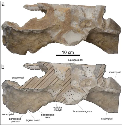 Fig. 4 - Cranium, in posterior view,  of  MSNUP I-17076,  Physe-teroidea indet. from the  upper Miocene of  the  Pie-tra leccese (southern Italy)