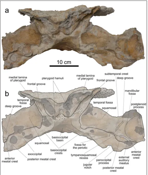 Fig. 5 - Cranium, in anterior view, of   MSNUP I-17076,  Physete-roidea indet. from the upper  Miocene of  the Pietra  lec-cese (southern Italy)