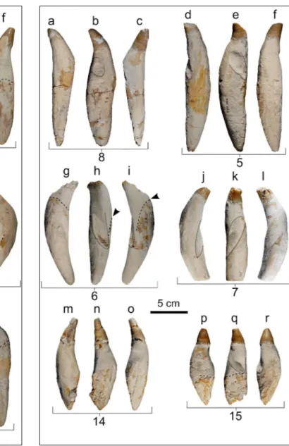 Fig. 7 - Six detached teeth of  MSNUP I-17076, Physeteroidea in- in-det. from the upper Miocene of  the Pietra leccese (southern  Italy) in lingual/labial (a, c, d, f, g, i, j, l, m, o, p, r) and distal  (b, e, h, k, n, q) views