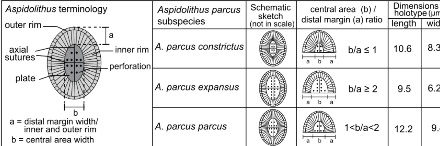 Fig. 3 - Schematic morphological characters (distal view) and their terminology of  Aspidolithus specimens