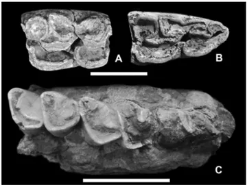 Fig. 9 - Equus altidens: A-B) lower premolars (scale bar 2 cm); Stepha- Stepha-norhinus cf
