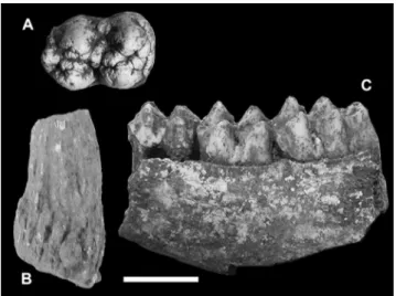 Fig. 10 - Sus sp.: A) lower molar; Capreolus sp.: B) basal fragment of   antler; Axis eurygonos: C) fragment of  mandible (scale bar 2  cm)