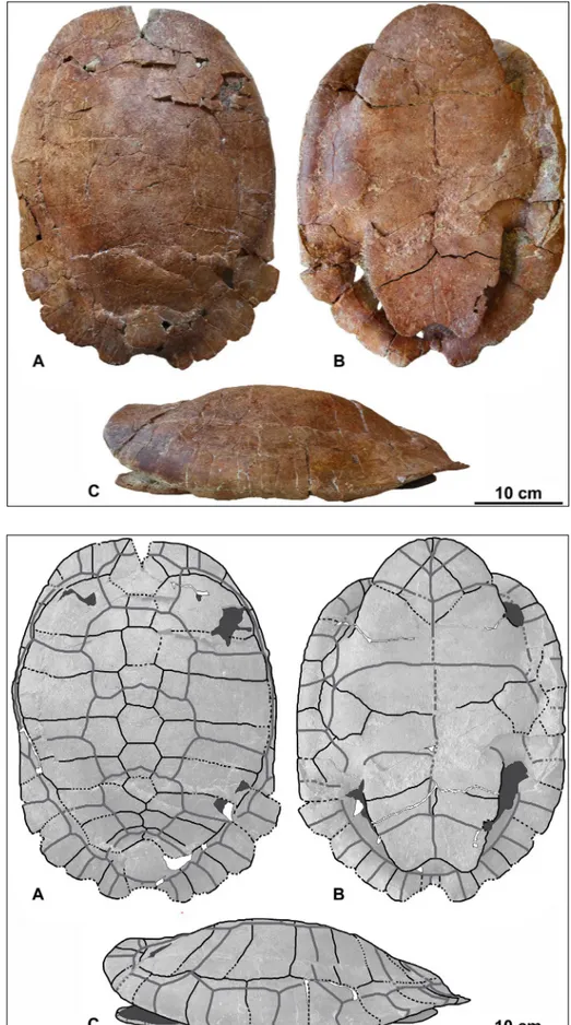 Fig. 2 - Eocenochelus cf. eremberti from  Sardinia. MDLCA 14006,  al-most complete carapace and  plastron