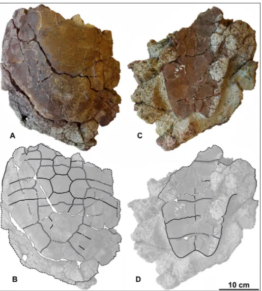 Fig. 4 - cf. Eocenochelus sp. from Sar- Sar-dinia. MDLCA 3018,  incom-plete carapace and plastron; 