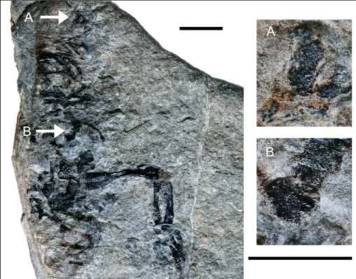 Fig. 5 - Specimen PZO 12106. A)  position of  the osteoderms  indicated by the white  ar-rows; B-C) detail of   pre-served osteoderms
