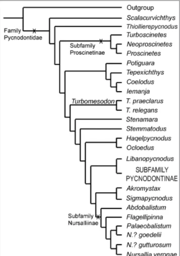 Fig. 9 - Single tree of  Pycnodontidae interrelationships as provided  by the cladistic analysis (Anomoeodus removed; for trees with  this genus included, see Supplement 1)