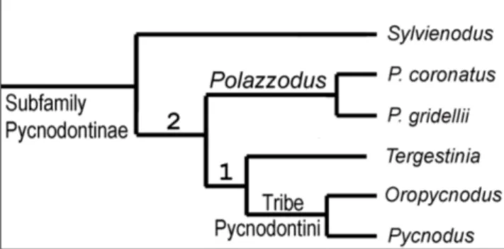 Fig. 10 - Phylogenetic relationships of  the subfamily Pycnodontinae. 