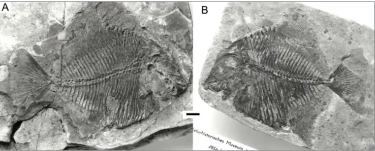 Fig. 2 - Oropycnodus ponsorti. A) Lectotype, NMW 1854/XXXIX/38; B) paralectotype NMW 1854/XXXIX/40