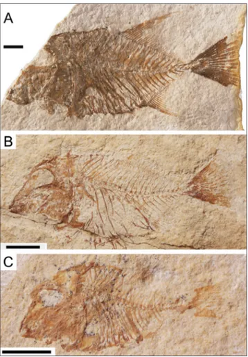 Fig. 5 - Sylvienodus laveirensis. A) Lectotype, LNEG-MG 6659. Mod- Mod-ified from Poyato-Ariza (2103); B) subadult specimen  IST-MDT 592-6; C) juvenile specimen IST-IST-MDT 592-1