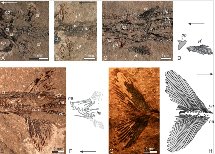 Fig. 5 - The fins of  Saurichthys striolatus (Bronn, 1858). A) Pectoral fins as preserved in specimen FG 01/2011; B) pectoral fins as preserved in  specimen GBA 2006/97/13; C) anal loop and pelvic fins as preserved in specimen FG 01/2011; D) interpretive d