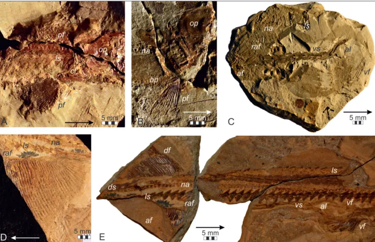 Fig. 9 - Fins of  Saurichthys orientalis Sytchevskaya, 1999. A) Pectoral fins as preserved in FG 596/III/43; B) pectoral fin as preserved in the  holotype PIN 3267/172a; C) pelvic and anal fins as preserved in PIN 3267/180; D) anal fin as preserved in the 