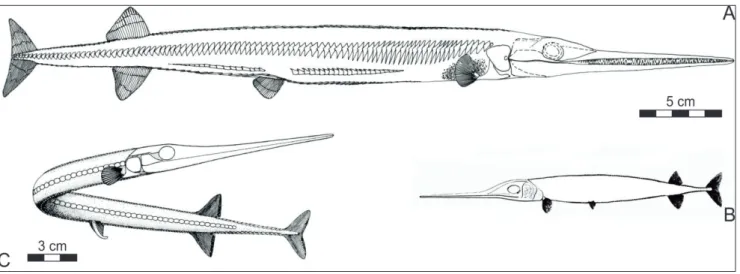 Fig. 1 - Whole-body restorations of  Late Ladinian/Carnian saurichthyids, drawn to scale
