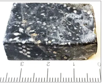 Fig. 2 - Limestone sample with Holosporella magna Bucur &amp; Fucelli n. 
