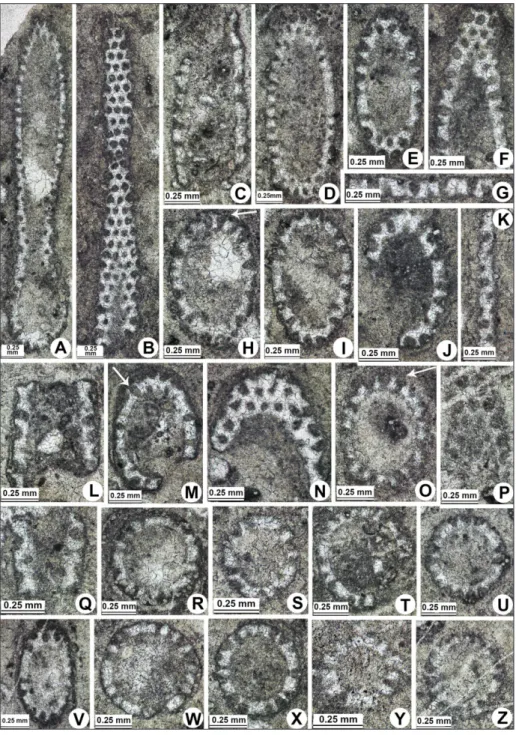 Tab. 3 - Comparative dimensions (in  mm) of  Physoporella  jomdaen-sis Flügel &amp; Mu, 1982 from  Tibet, Croatia and Japan.