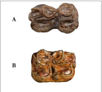 Fig. 4 - Occlusal view of  Hippotherium  sp.  from  Tizi  N’Tadderht,  Fsac-SK-18 (A) and “Pannonian C-E Hipparion” from  Ma-riathal and Gaiselberg, M3540/206 (B)
