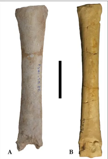 Fig. 6 - Mandibular symphysis of  Cremohipparion  aff.  periafricanum  from  Tizi  N’Tadderht,  Fsac-SK-64 (A)  and  Cremohipparion  matthewi  from  As  Sahabi  ISP28P25A  (B)  and  ISP52P16A 